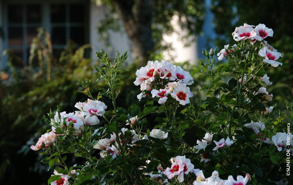 ©SUNFLOR - Primavera